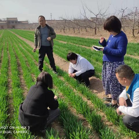 扎根沃土，技兴田野——礼泉县农业科学技术推广站技术服务纪实